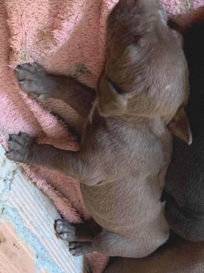 Cachorro ra a Pit-Bull idade Abaixo de 2 meses nome não tem nome