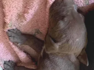 Cachorro raça Pit-Bull idade Abaixo de 2 meses nome não tem nome