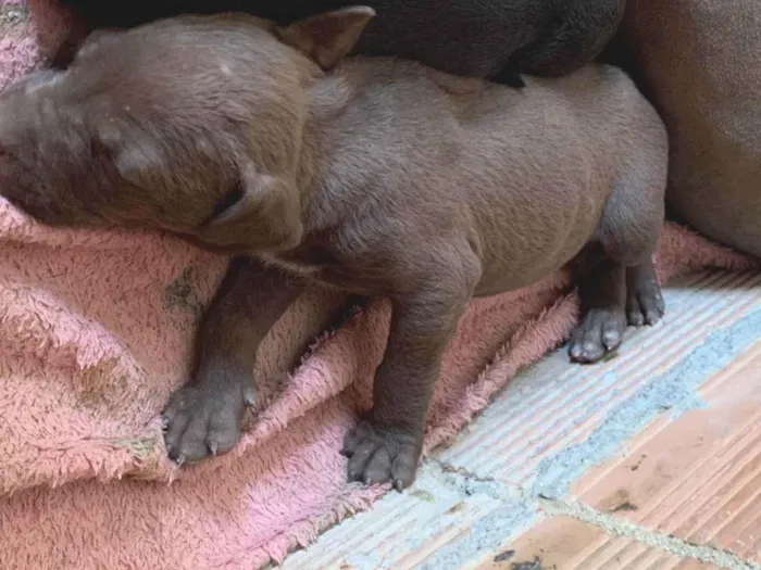 Cachorro ra a Pit-Bull idade Abaixo de 2 meses nome não tem nome