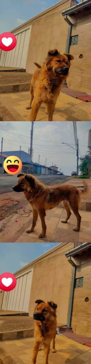 Cachorro ra a Mestiça idade 2 anos nome Caramela