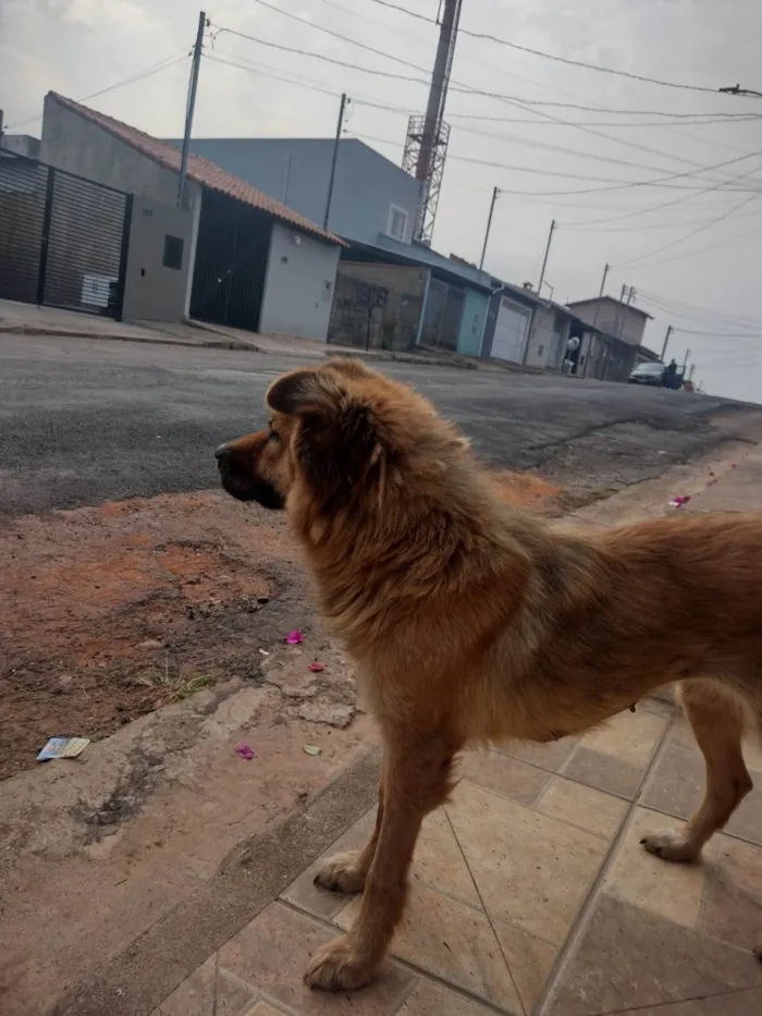 Cachorro ra a Mestiça idade 2 anos nome Caramela