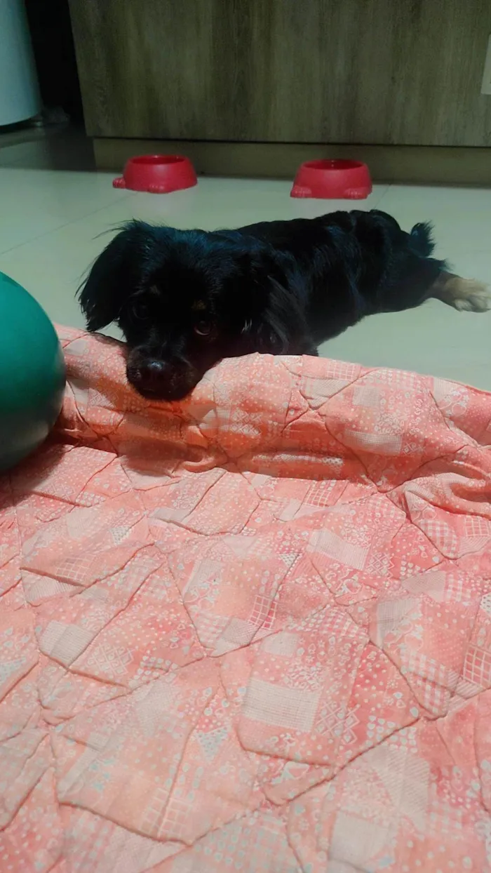 Cachorro ra a SRD-ViraLata idade 1 ano nome Bolota