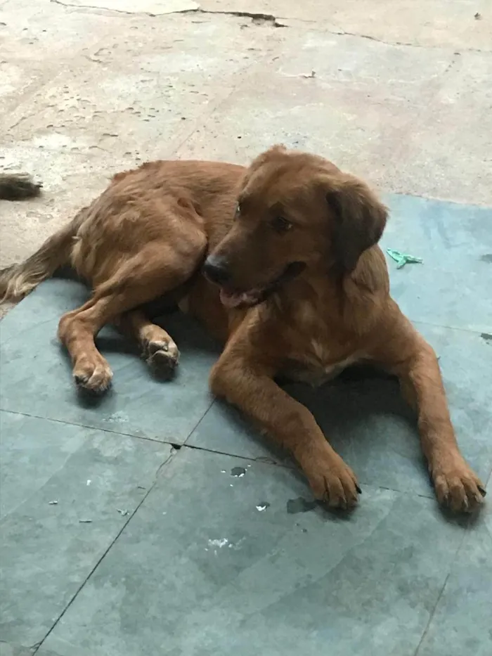 Cachorro ra a SRD-ViraLata idade 7 a 11 meses nome Chocolate 