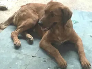 Cachorro raça SRD-ViraLata idade 7 a 11 meses nome Chocolate 