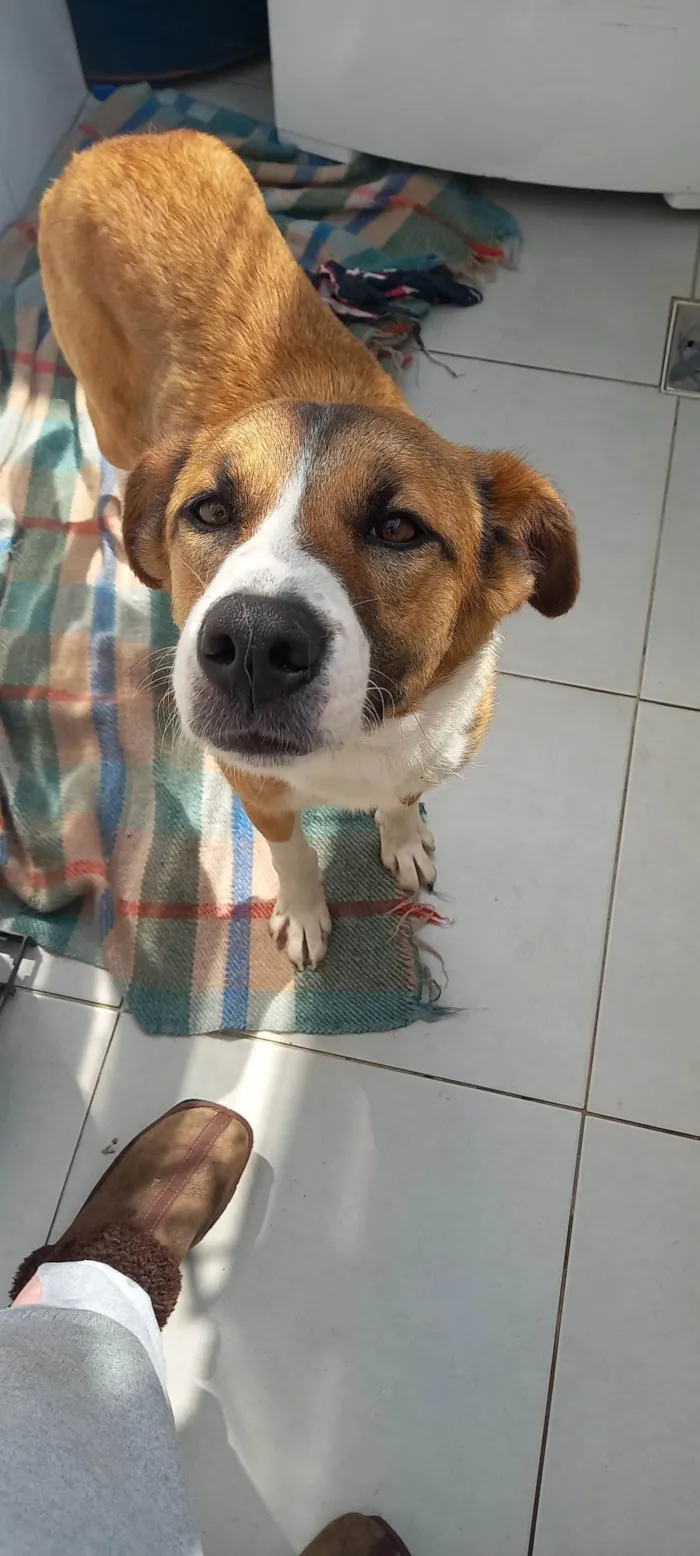 Cachorro ra a SRD-ViraLata idade 7 a 11 meses nome Skay