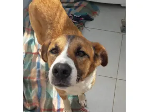 Cachorro raça SRD-ViraLata idade 7 a 11 meses nome Skay