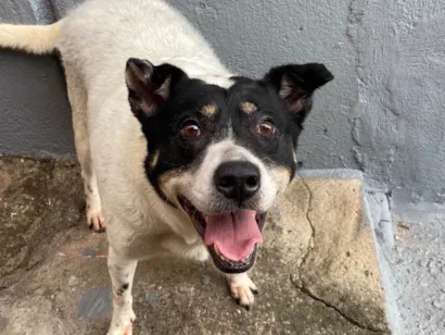 Cachorro raça SRD-ViraLata idade 6 ou mais anos nome Kendra 