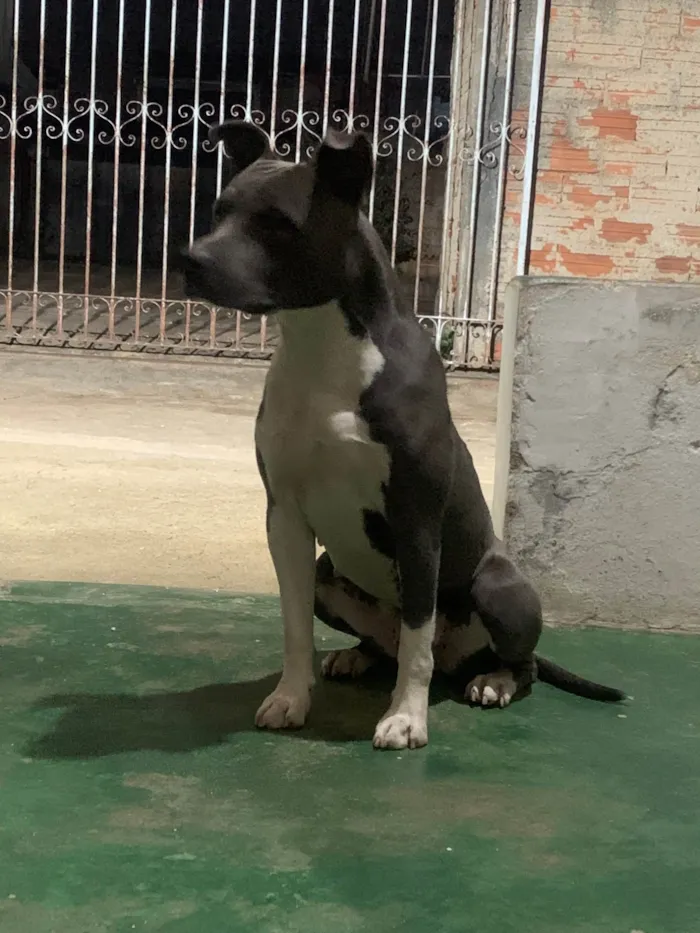 Cachorro ra a Pit-Bull idade 7 a 11 meses nome Maggie