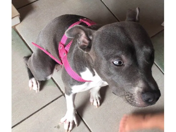 Cachorro ra a Pit-Bull idade 7 a 11 meses nome Maggie