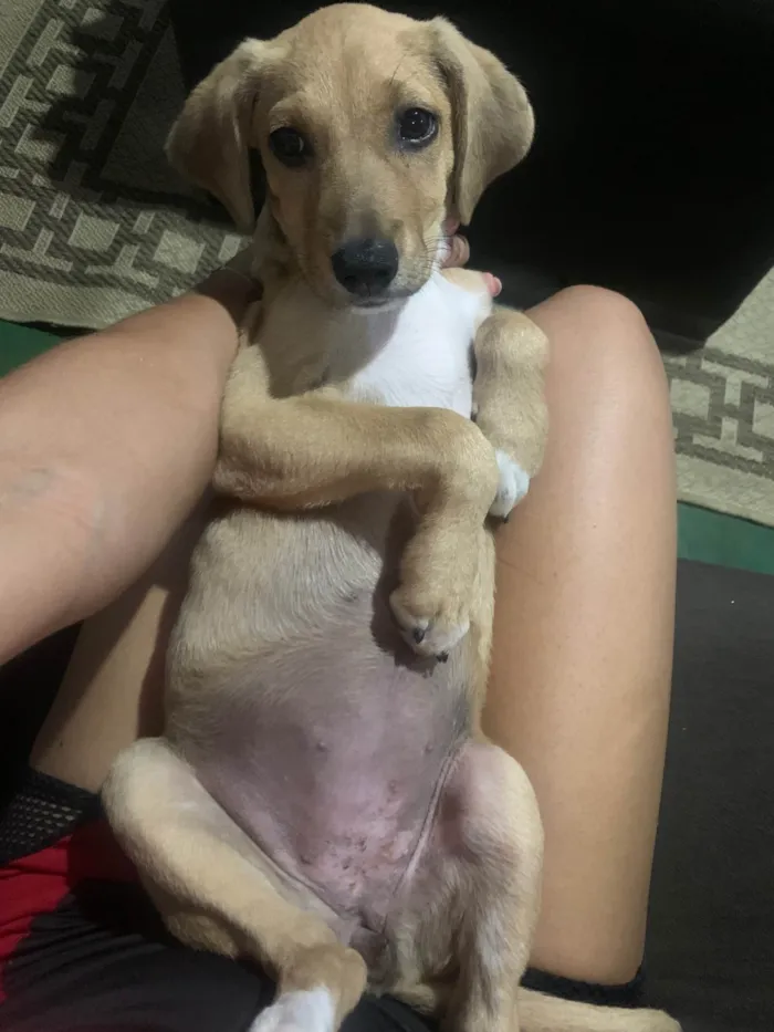 Cachorro ra a SRD-ViraLata idade 1 ano nome Julie