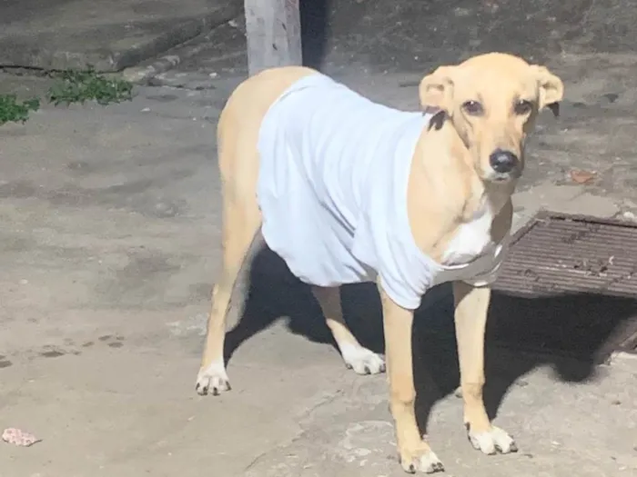 Cachorro ra a SRD-ViraLata idade 1 ano nome Julie