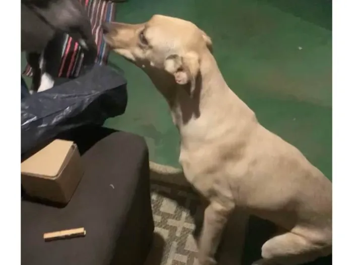 Cachorro ra a SRD-ViraLata idade 1 ano nome Julie