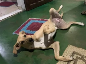 Cachorro raça SRD-ViraLata idade 1 ano nome Julie