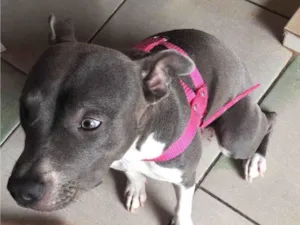 Cachorro raça Pit-Bull idade 7 a 11 meses nome Maggie