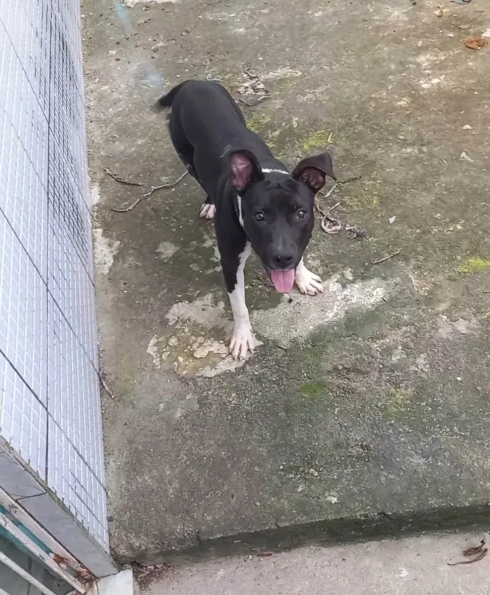 Cachorro ra a Pit-Bull idade 7 a 11 meses nome Jade