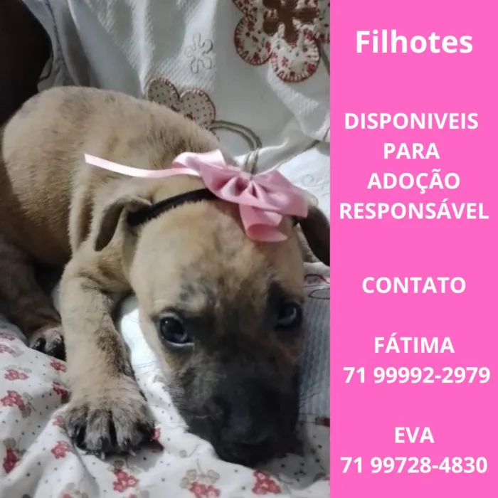 Cachorro ra a SRD-ViraLata idade Abaixo de 2 meses nome Filhotes para adoção