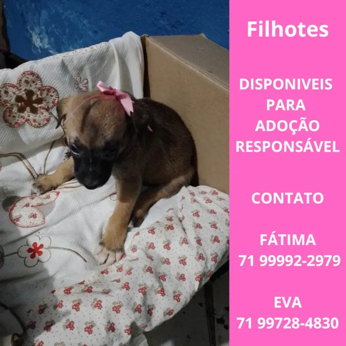 Cachorro ra a SRD-ViraLata idade Abaixo de 2 meses nome Filhotes para adoção