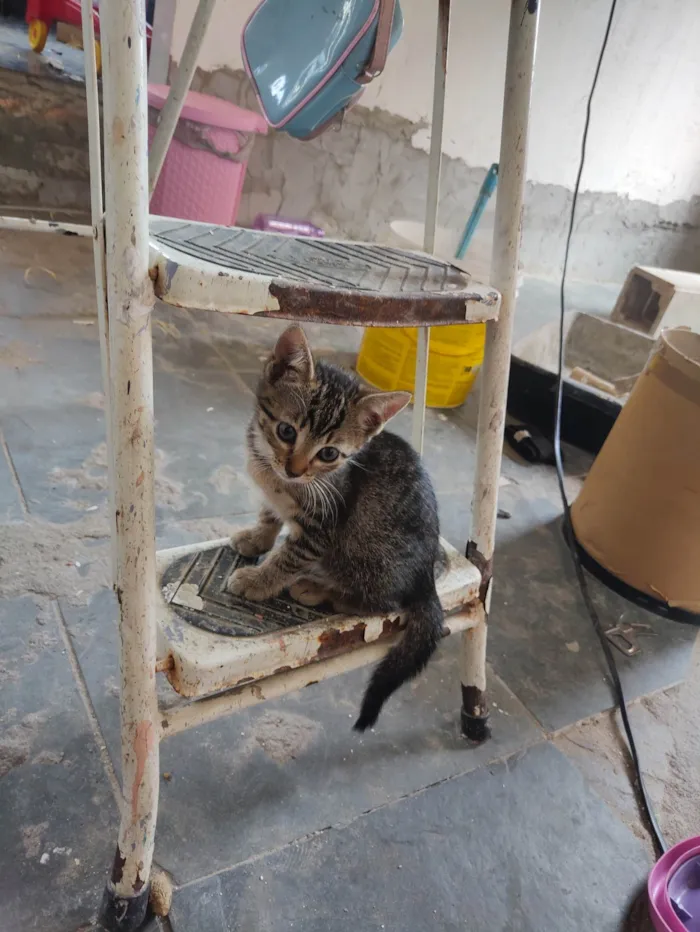 Gato ra a SRD-ViraLata idade 2 a 6 meses nome Gato Fêmea 