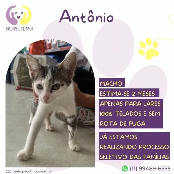 Gato ra a SRD-ViraLata idade 2 a 6 meses nome Antonio