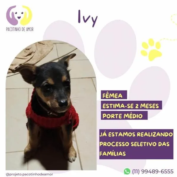 Cachorro ra a SRD-ViraLata idade 2 a 6 meses nome Ivy