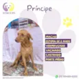 Principe