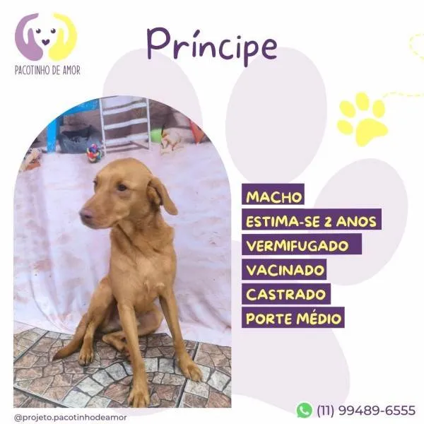 Cachorro ra a SRD-ViraLata idade 1 ano nome Principe