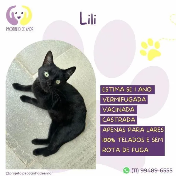 Gato ra a SRD-ViraLata idade 1 ano nome Lili