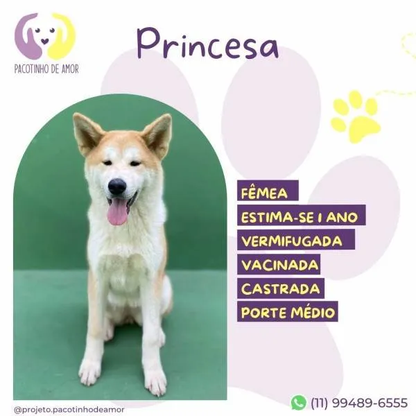 Cachorro ra a SRD-ViraLata idade 1 ano nome Princesa