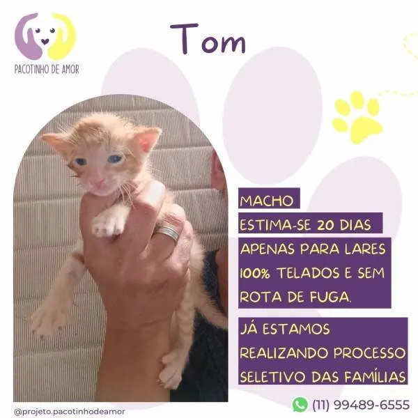 Gato ra a SRD-ViraLata idade 2 a 6 meses nome Tom