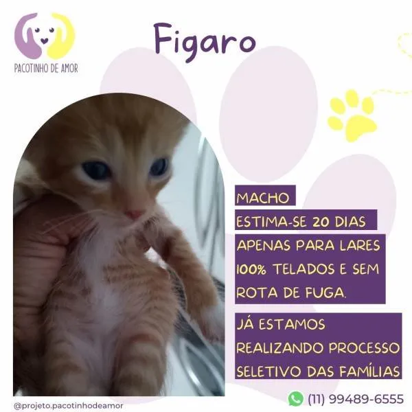 Gato ra a SRD-ViraLata idade 2 a 6 meses nome Figaro