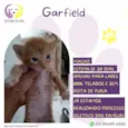 Garfield