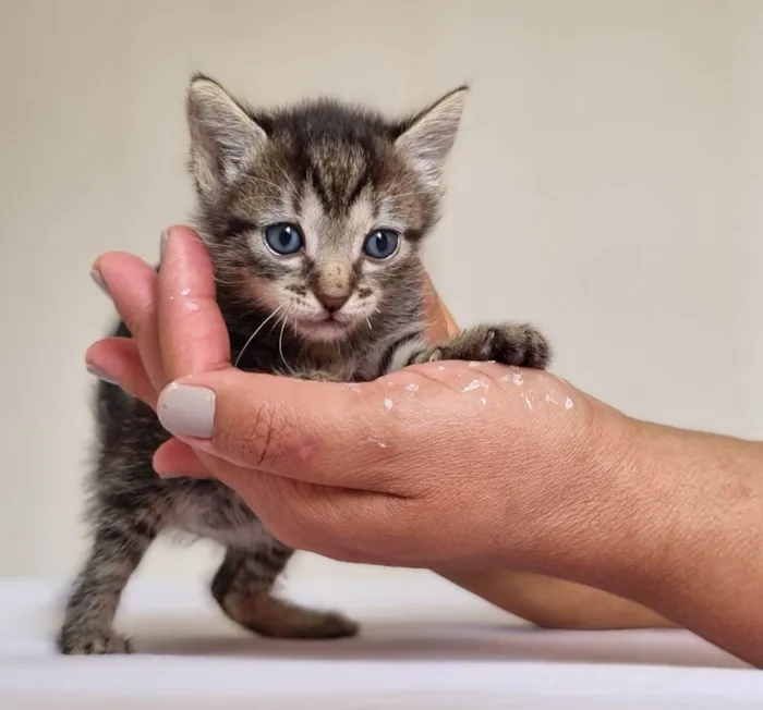 Gato ra a SRD-ViraLata idade Abaixo de 2 meses nome MIAU