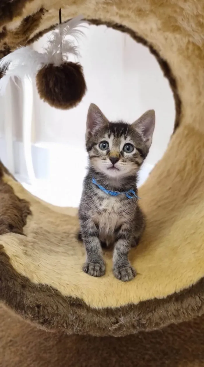 Gato ra a SRD-ViraLata idade Abaixo de 2 meses nome MIAU