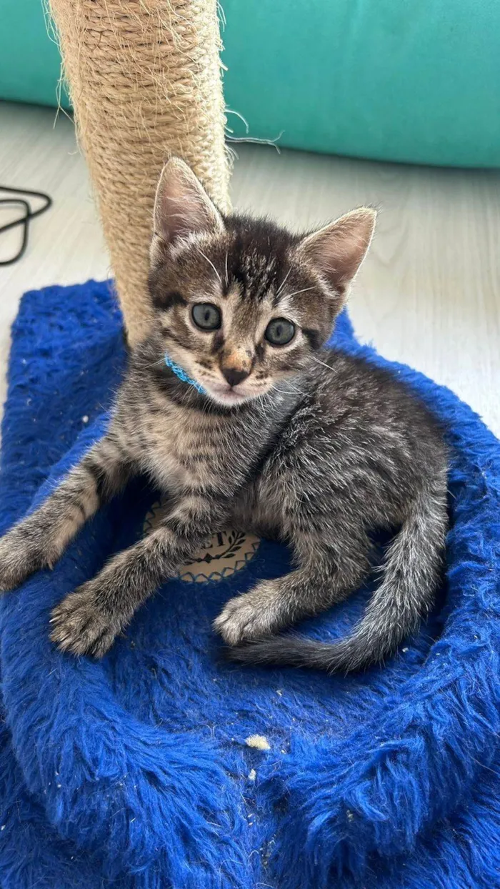 Gato ra a SRD-ViraLata idade Abaixo de 2 meses nome MIAU