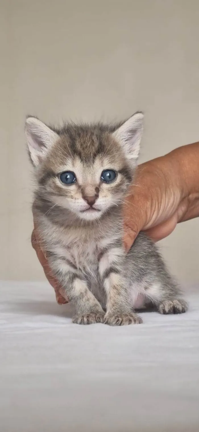 Gato ra a SRD-ViraLata idade Abaixo de 2 meses nome MARGOT