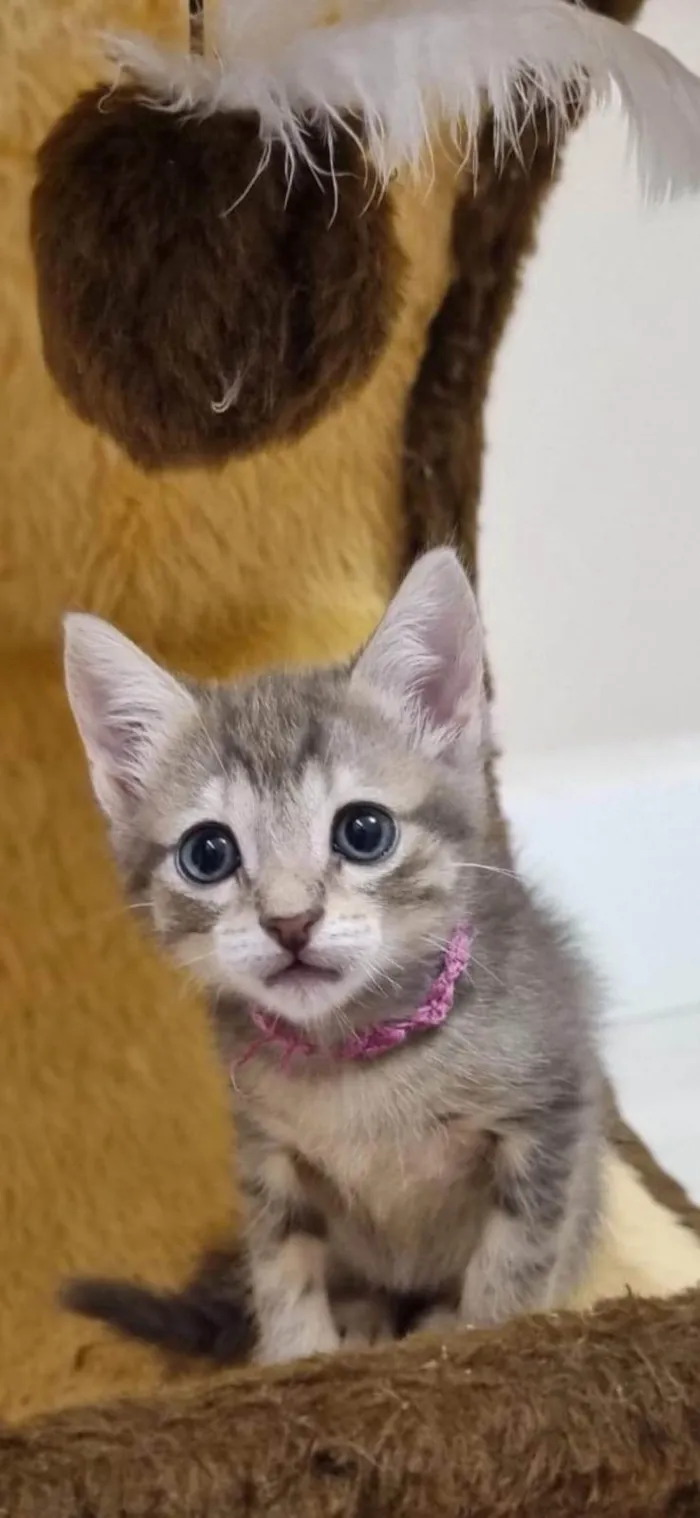 Gato ra a SRD-ViraLata idade Abaixo de 2 meses nome MARGOT