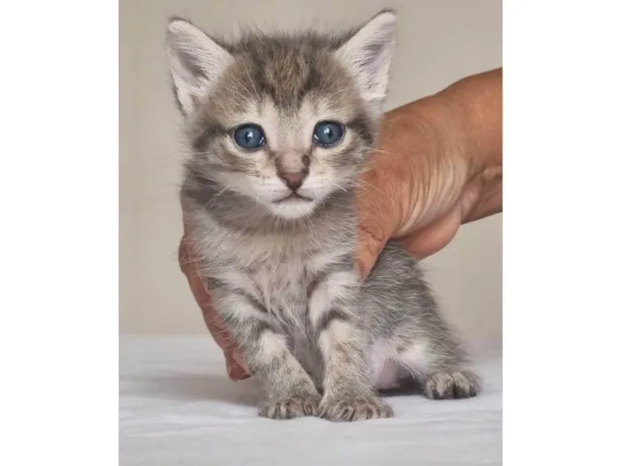 Gato ra a SRD-ViraLata idade Abaixo de 2 meses nome MARGOT