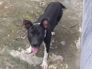 Cachorro raça Pit-Bull idade 7 a 11 meses nome Jade