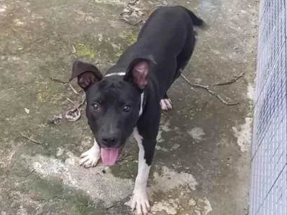 Cachorro raça Pit-Bull idade 7 a 11 meses nome Jade