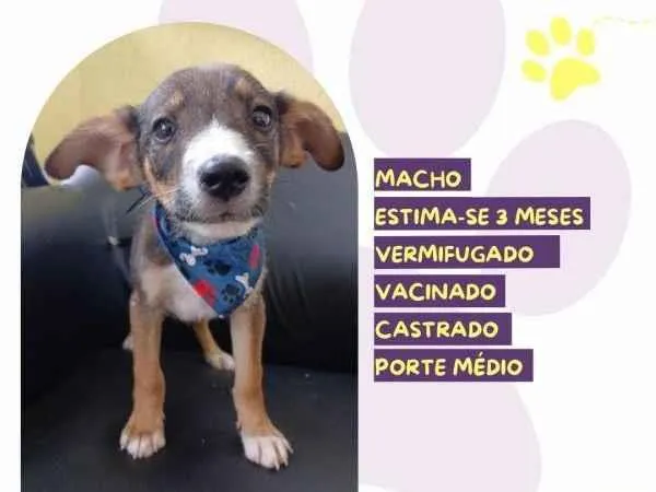 Cachorro ra a SRD-ViraLata idade 2 a 6 meses nome Jonas