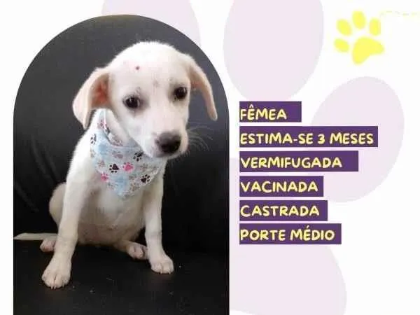 Cachorro ra a SRD-ViraLata idade 2 a 6 meses nome Sara