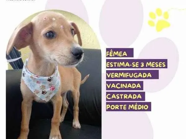 Cachorro ra a SRD-ViraLata idade 2 a 6 meses nome Rute