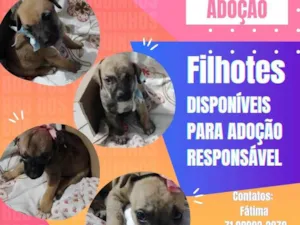 Cachorro raça SRD-ViraLata idade Abaixo de 2 meses nome Filhotes para adoção