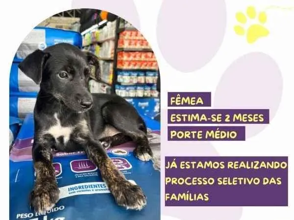 Cachorro ra a SRD-ViraLata idade 2 a 6 meses nome Suzi