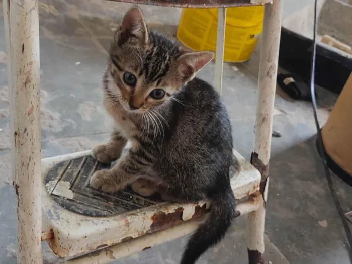 Gato ra a SRD-ViraLata idade 2 a 6 meses nome Gato Fêmea 