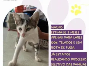 Gato raça SRD-ViraLata idade 2 a 6 meses nome Antonio