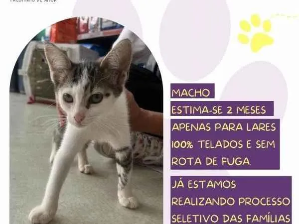 Gato ra a SRD-ViraLata idade 2 a 6 meses nome Antonio