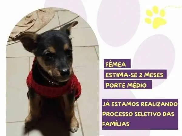 Cachorro ra a SRD-ViraLata idade 2 a 6 meses nome Ivy