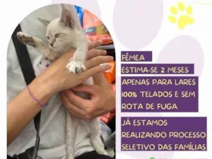 Gato raça SRD-ViraLata idade 2 a 6 meses nome Abelinha