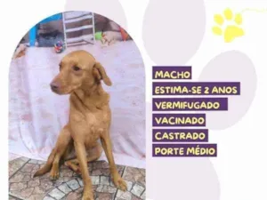 Cachorro raça SRD-ViraLata idade 1 ano nome Principe